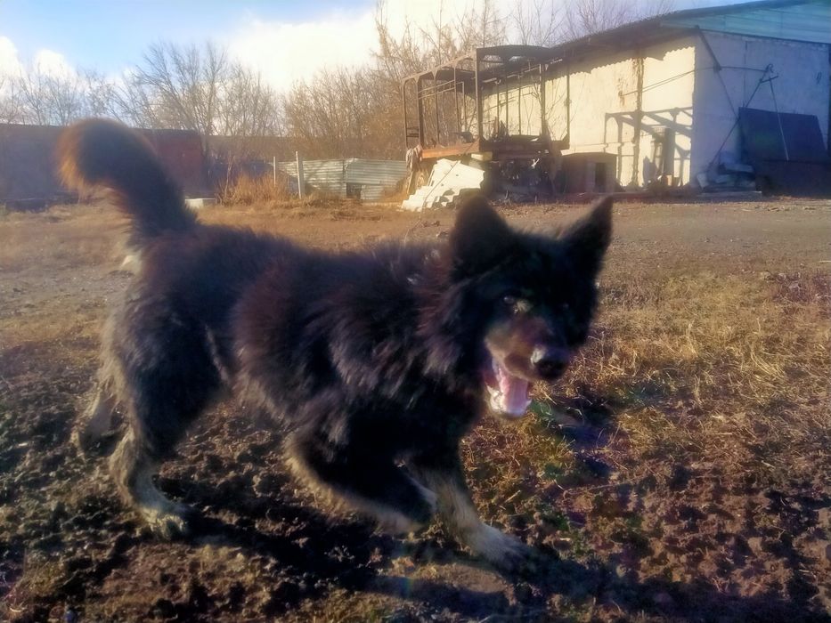 Немецкая овчарка случка