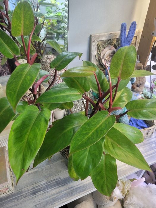 Филодендрон Медуза или  Расписная Леди