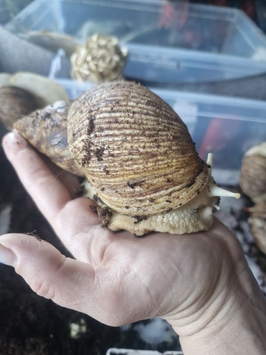 Улитки ахатины бесплатно