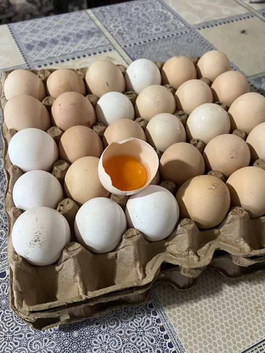 Uy tuxumi kogon beklar