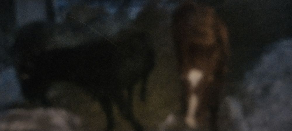 Продам лошадей кобыл