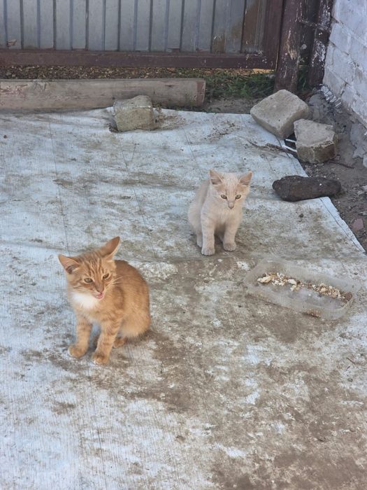 Котята возраст 3 месяца