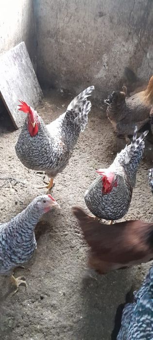 Продам инкубационные яйца