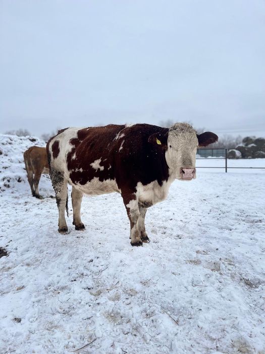 Продам первотелку 3 летку 803кг.