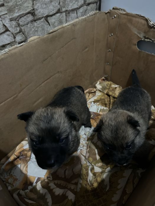 Продам щенят два мальчика