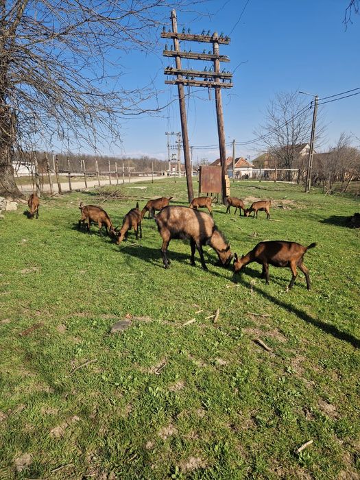 Vând  capre alpine franceze sau schimb pe vitei