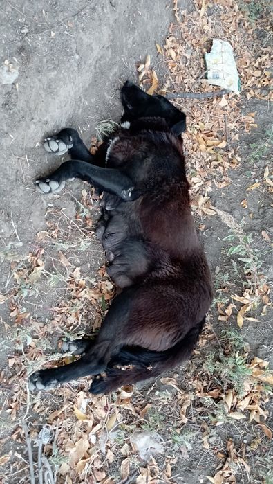 cățeluși ptr adoptie