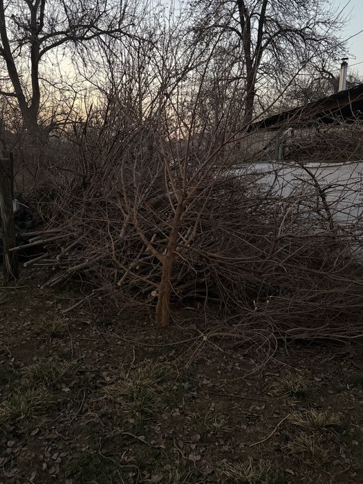 Отдам дрова бесплатно