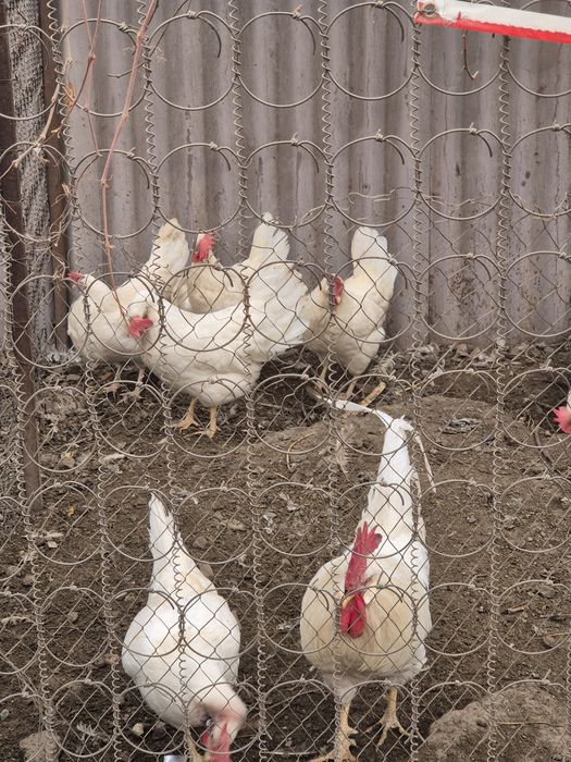 Яйцо инкубационное Легорн