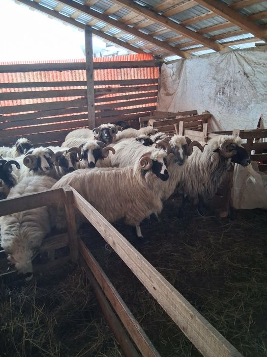 Vând berbeci  brezi