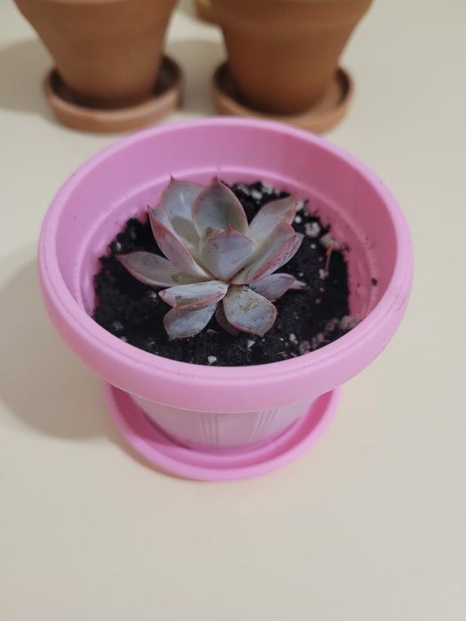 Суккулентные растения, сочные красивые разные