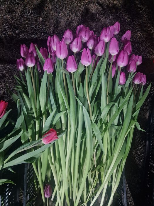 Тюльпаны  премиум качества