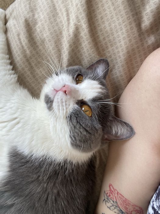 Отдам кошку в добрые руки