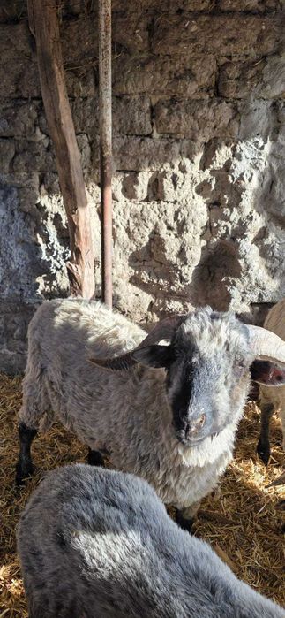 Noatin bucălău disponibil