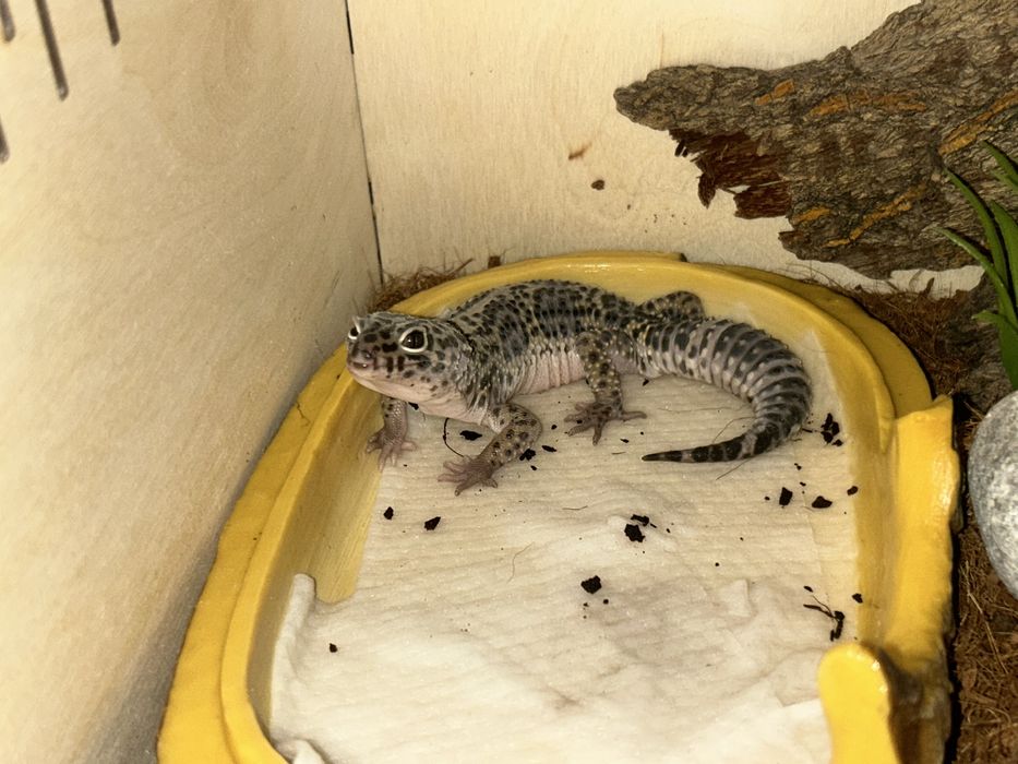 геккончик эублефар