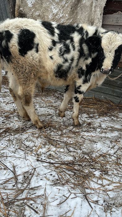 Продам бычков!!!