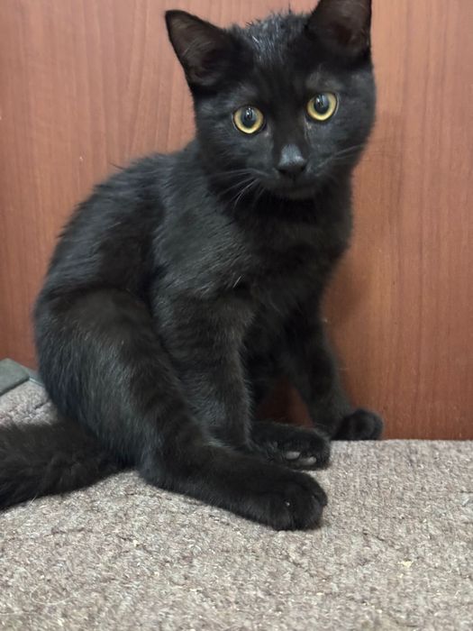 Кот бесплатно отдадим