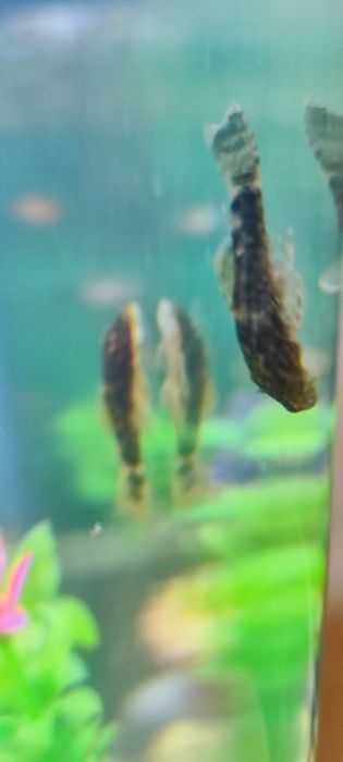 Мальки сомика анциструса (присоски)