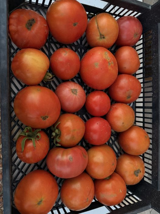Продам Срочно Помидоры