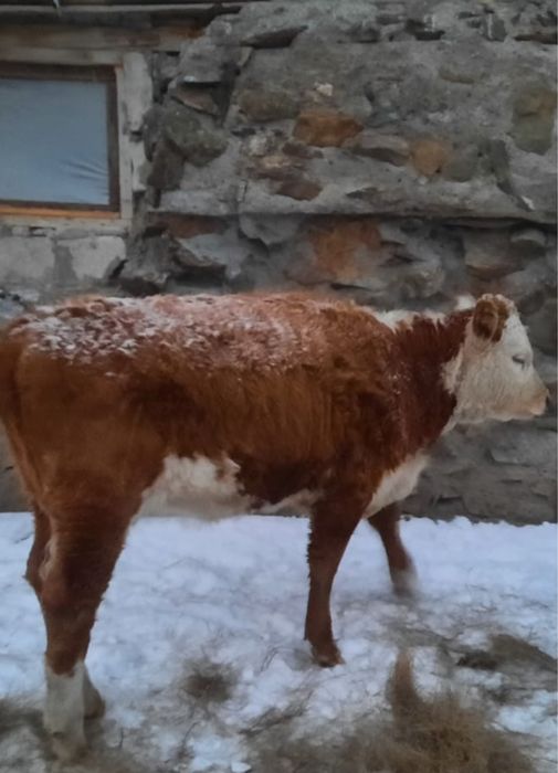 Продаю телочек !