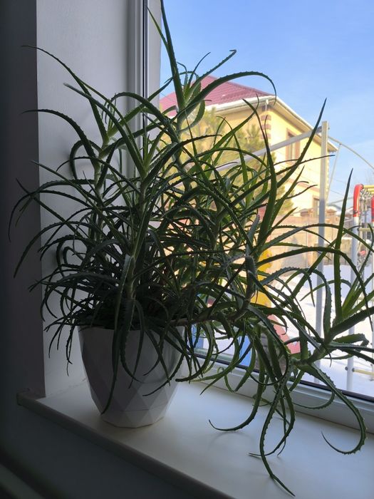 Комнатное растение АЛОЭ