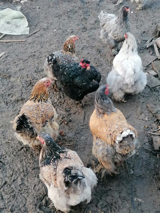 Vând ouă pentru incubat