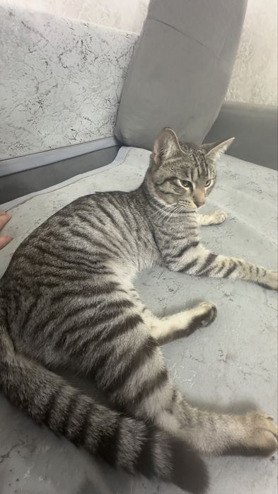 Ищем семью Коту, очень ласковый