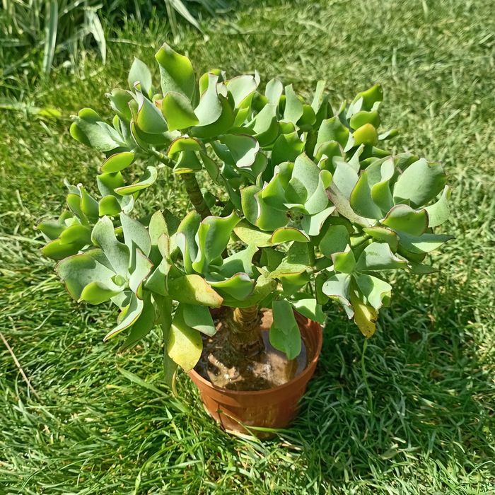 Крассула древовидная (Crassula arborescens undulatifolia) — 20 см