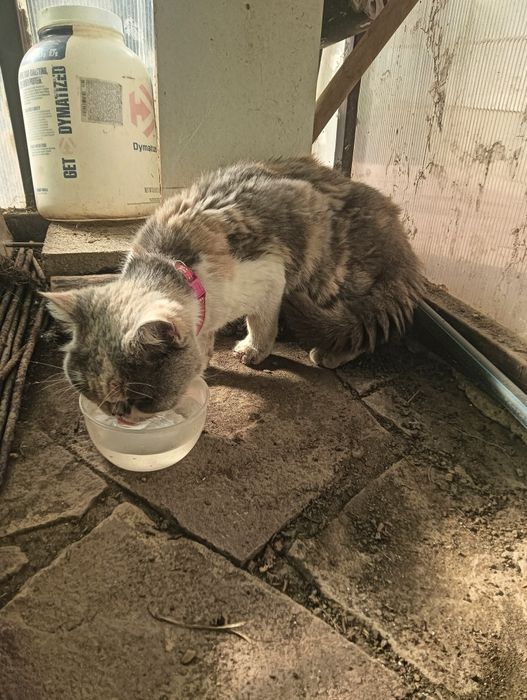 Нашли кошку может кто-то ищет