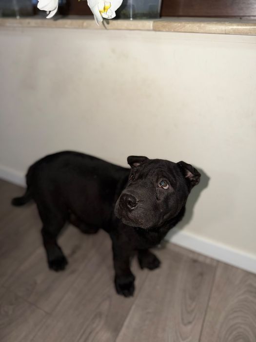 Shar pei   Puppy