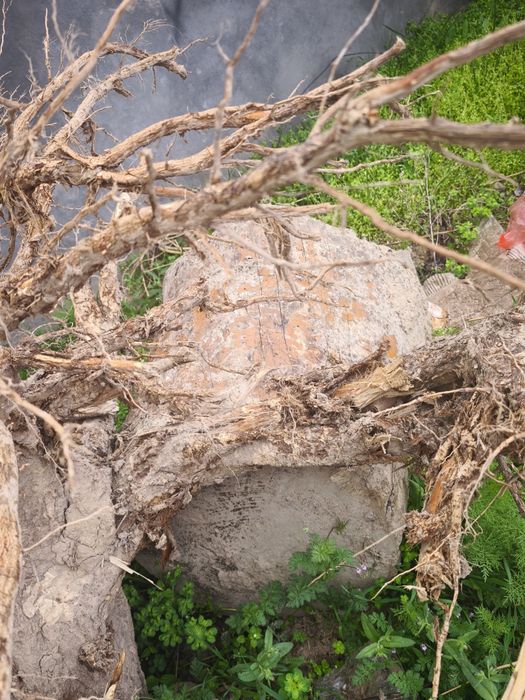 O'tin Otin Отин tekin faqat hammasini olish kerak