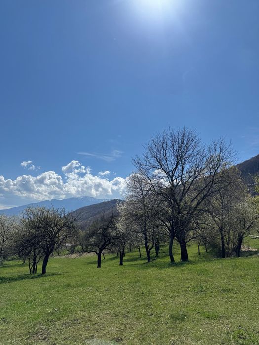Teren in Bran Predelut la poale de munte intravilan