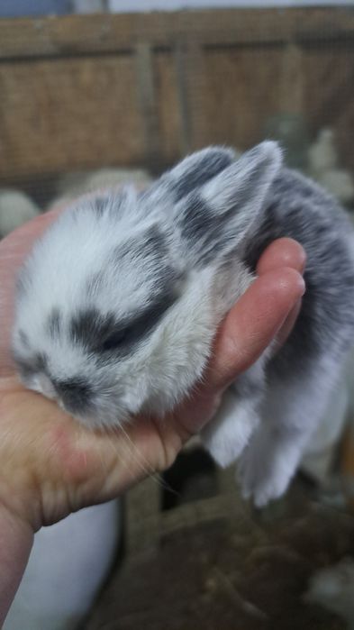 Декоративный кролик