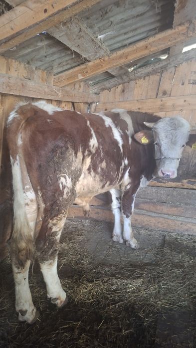 Taur de vinzare cu vrista de un an si cinci luni.