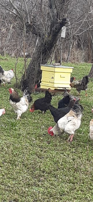 Продавам Петли ( област Търговище)