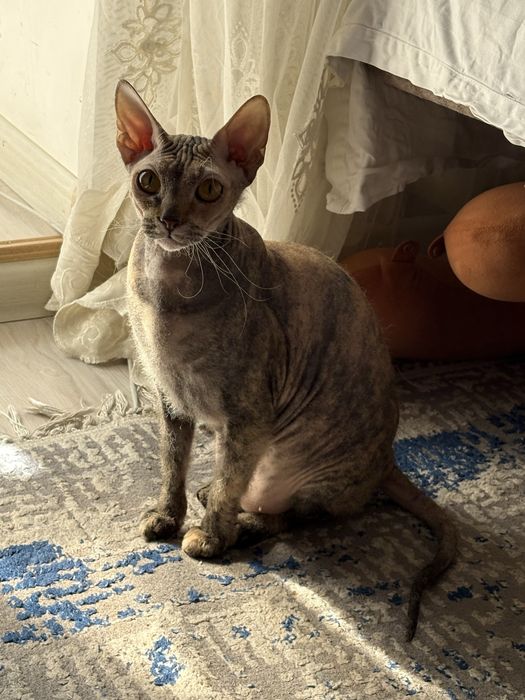 Кошка породы донской Сфинкс
