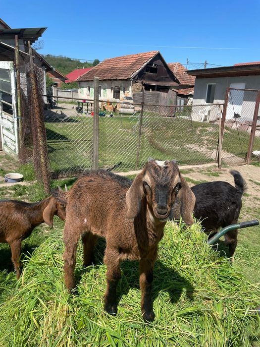 Vând familie anglo nubian