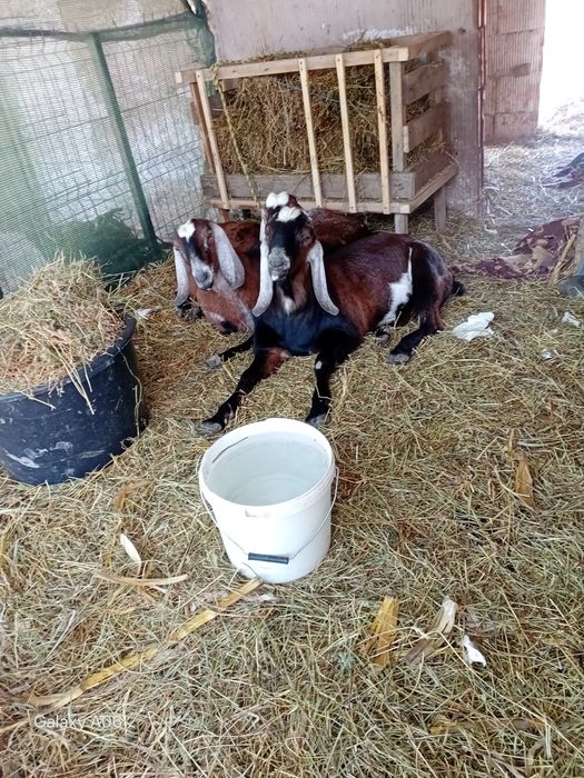 Tap rasa pură foarte bun de monta