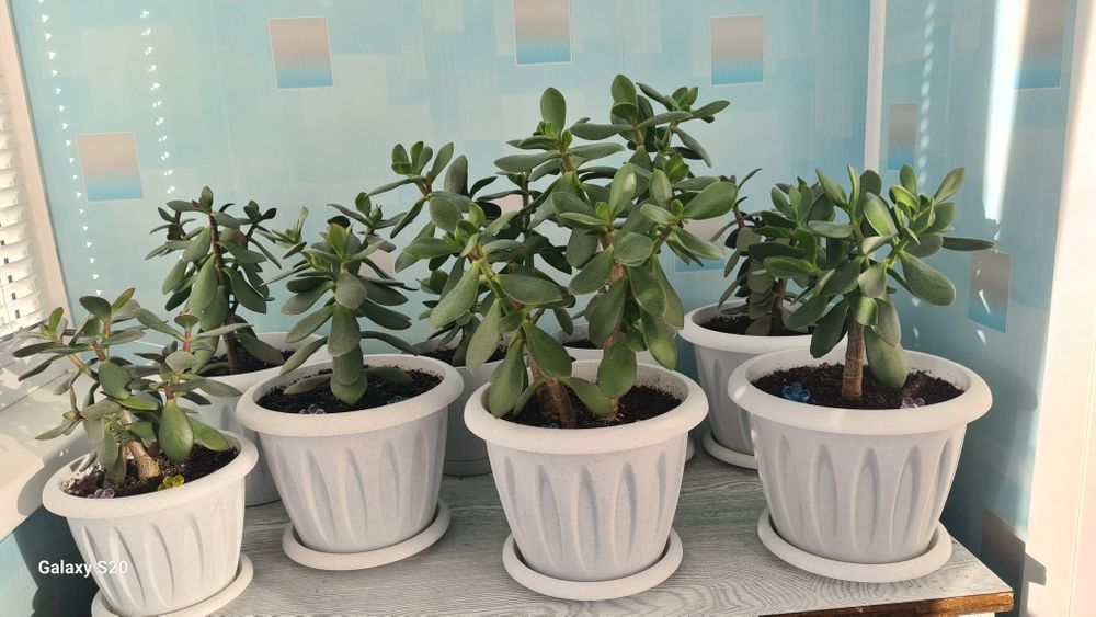 Цветы для офиса и дома