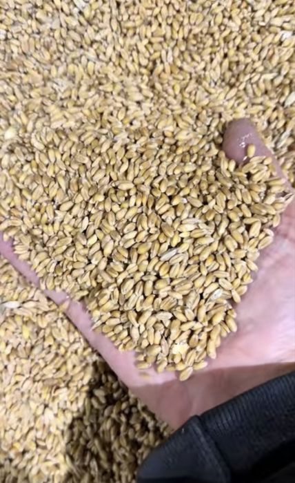 ПШЕНИЦА БИДАЙ 3  ( высшего качества) ОЧИЩЕНАЯ