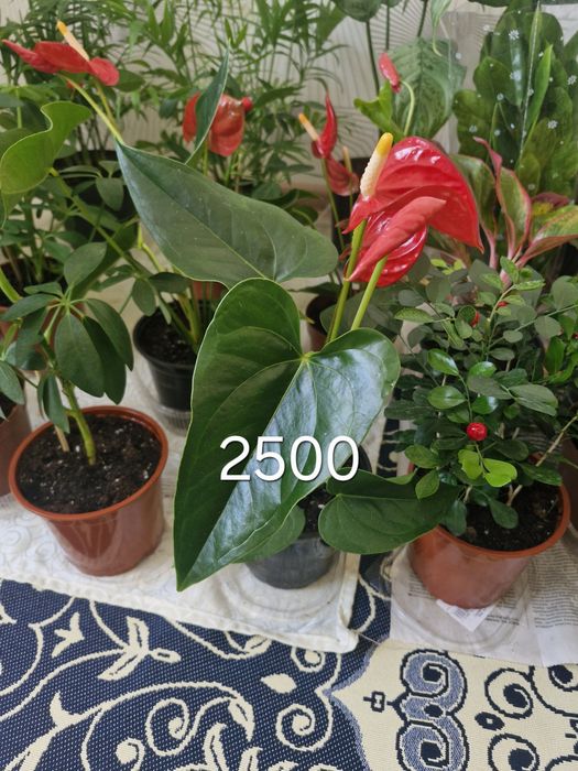 Уй гүлдері арзан