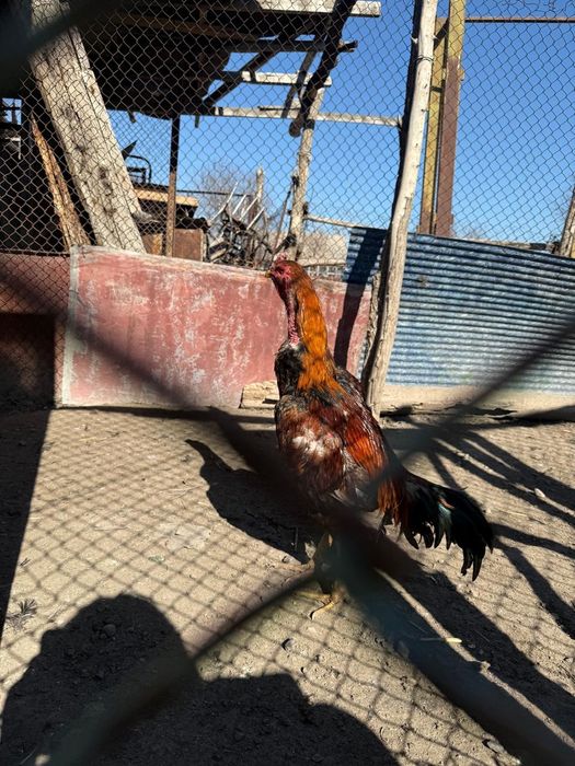 Продам дакан  находится в Алматинский область