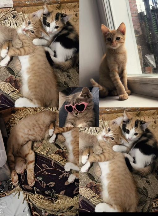 Отдам котят в заботливые руки