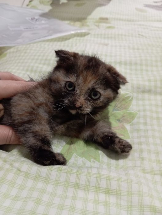 Кошечка вислаухая