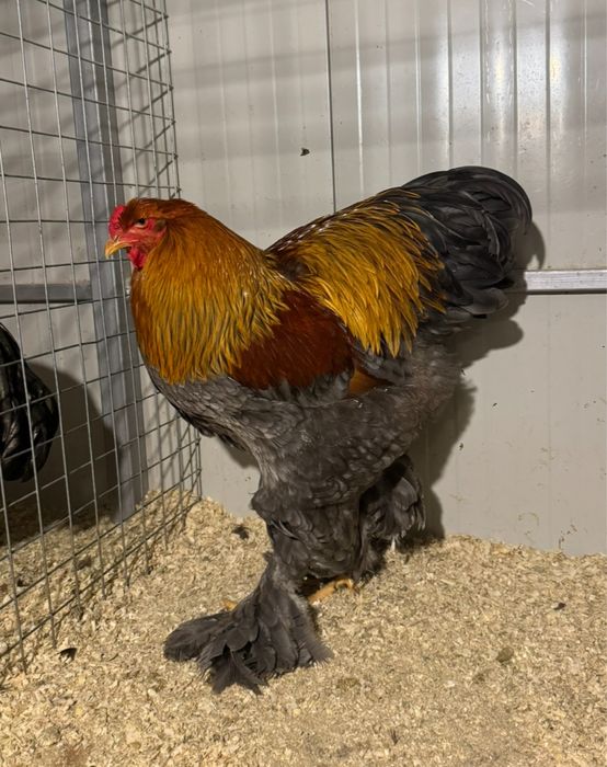 Oua pentru incubat Rasa Brahma Varietatea Potarnichiu