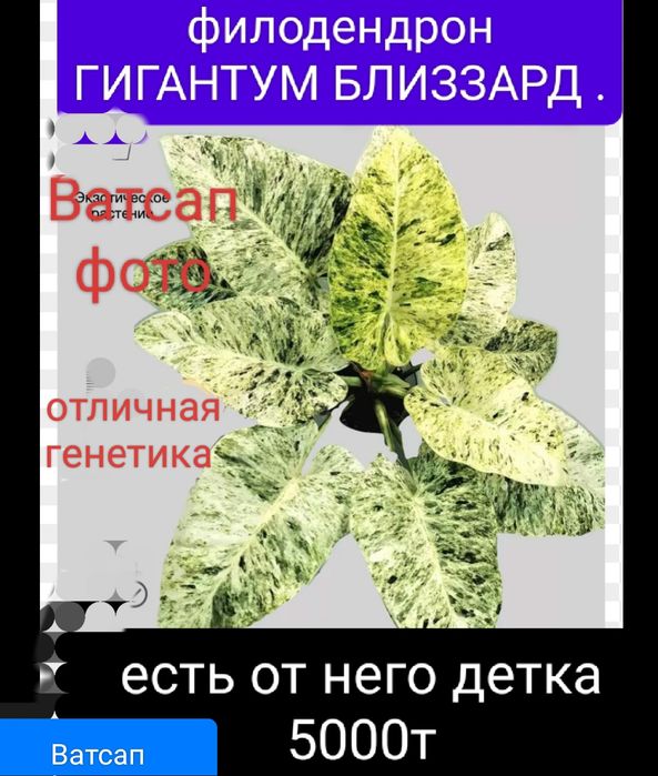 Филодендрон сциндпсус от 1500