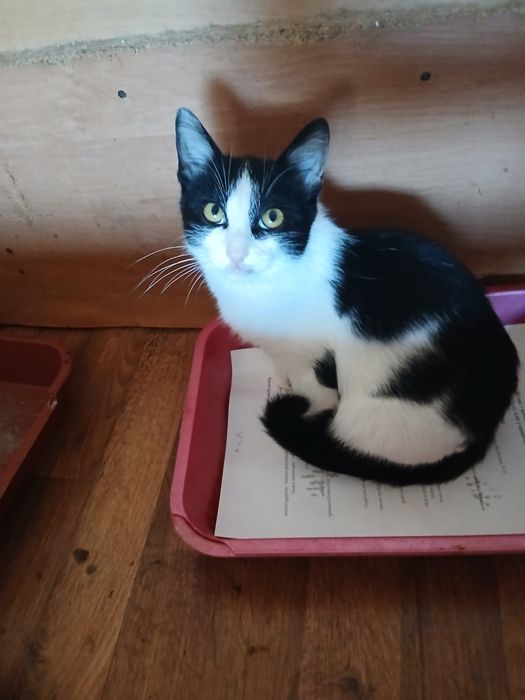 Отдам кошечку Луизу