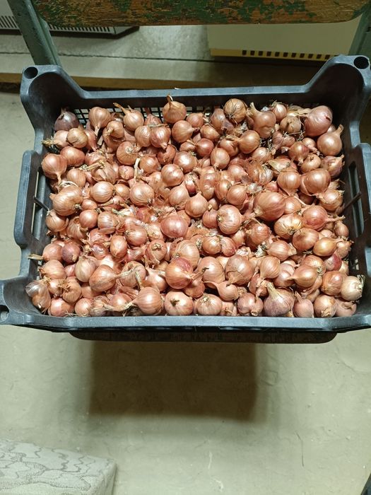 Продам лук семейный,литровая банка 1000т