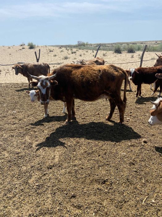 Коровы с пастбища