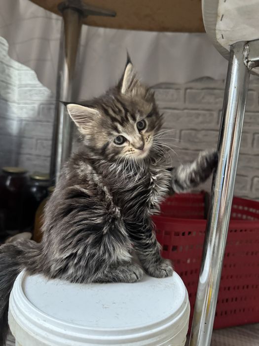 Мейн кун мальчик